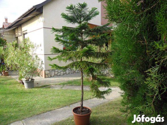 Szobafenyő (Araucaria heterophylla)