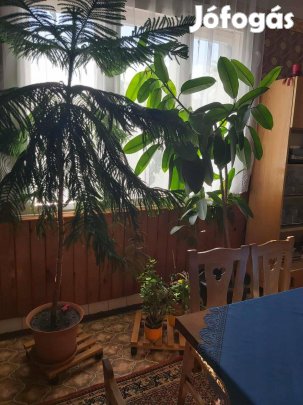 Szobafenyő eladó