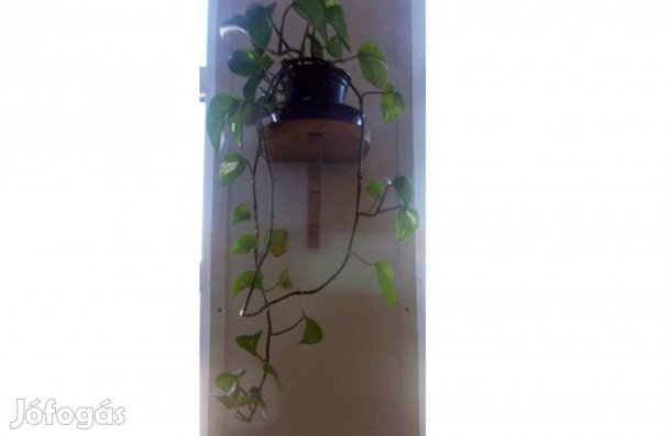 Szobafutóka futó szobanövény Újpest központ közelében
