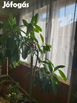 Szobai FIKUSZ Növény Eladó