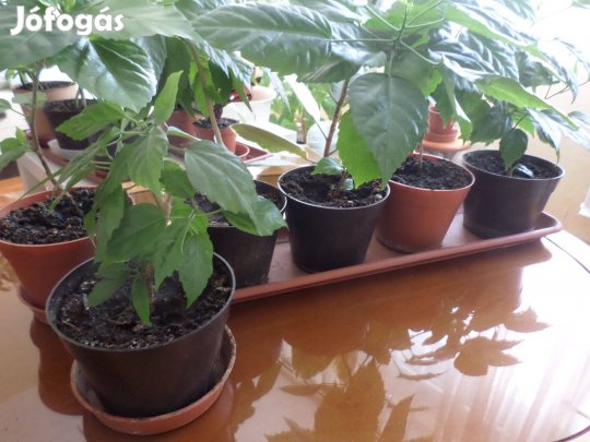 Szobai Hibiszkuszok együtt db-ja 899 Ft, vagy együtt 5 db 3499 Ft