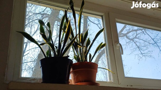 Szobai dísznövény