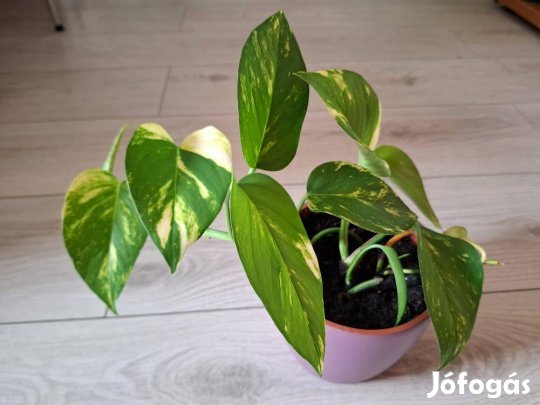 Szobai futóka (Epipremnum)