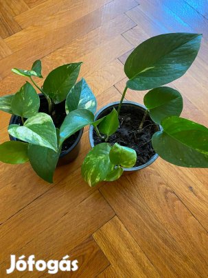 Szobai futóka (Epipremnum/ Schyndapsus)