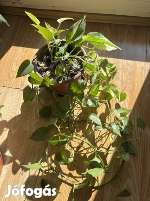 Szobai fútoka elado