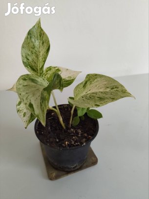 Szobai futóka eladó 