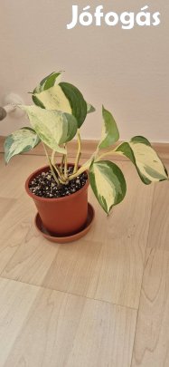 Szobai futóka epipremnum happy leaf