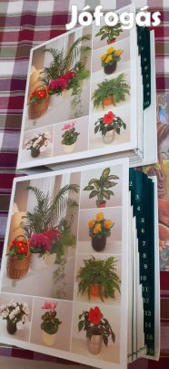 Szobanövény A-tól Z-ig eladó!