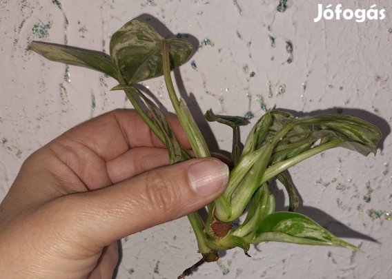 Szobanövény (Kaempferia, Alocasia, Philodendron, Monstera)