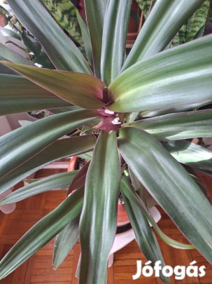 Szobanövény, virágzó lándzsa levél eladó