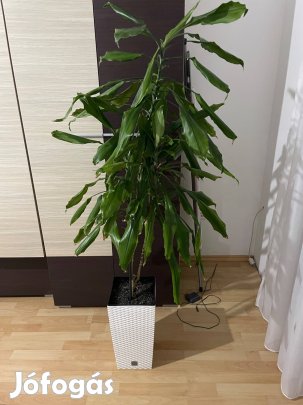 Szobanövény beltéri