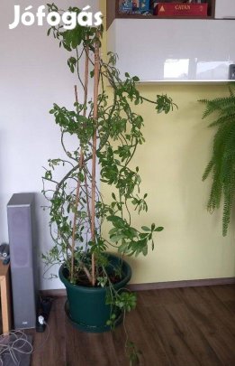 Szobanövény elvihető