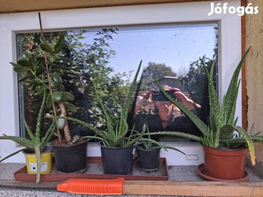 Szobanövények 1500 Ft-ért!