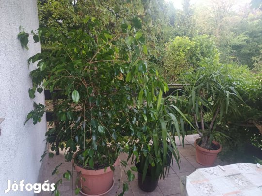 Szobanövények különböző méretben