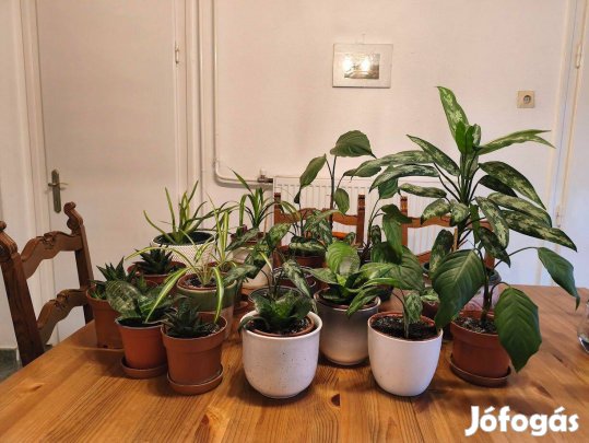 Szobanövények különböző méretekben