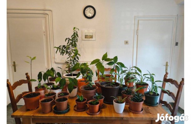Szobanövények különböző méretekben