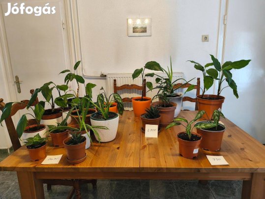 Szobanövények különböző méretekben