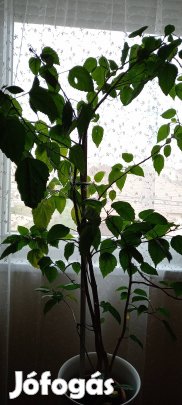 Szobanövények új helyre költöznének