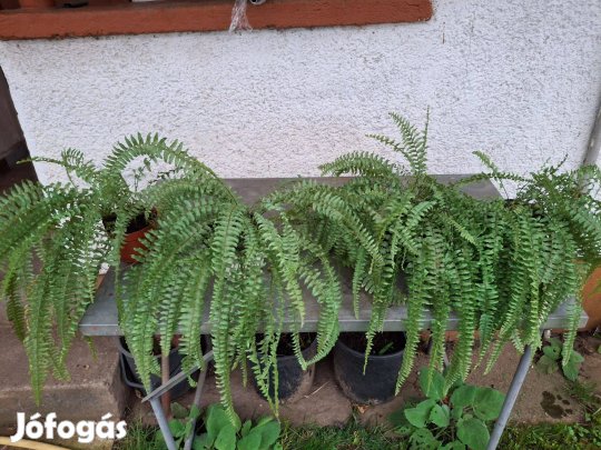 Szobapáfrány 2 évesek már csak 1db van