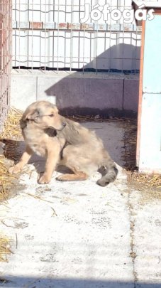 Szofi, 8 hónapos lány kutya, ebrendészetről szabadulna