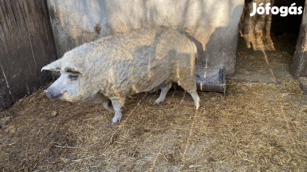 Szőke mangalica eladó