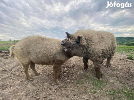 Szőke mangalica kan