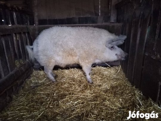 Szőke mangalica kan eladó!