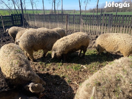 Szőke mangalica koca kocák