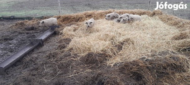 Szőke mangalica süldők