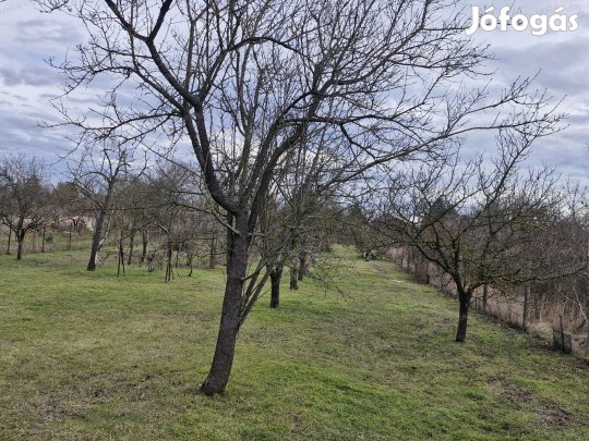 Szolnokon a Mandula utcában eladó egy 1439 m-es építési telek !