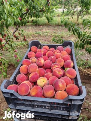 Szőlő gyümölcs metszés 