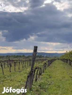 Szőlő terület Mád Höldvölgy Tokaj Hegyalja
