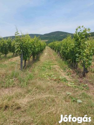 Szőlő terület eladó Szegi határában