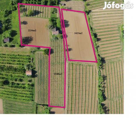 Szőlőbirtok eladó