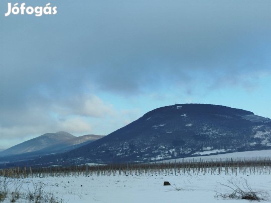 Szőlőterület Egerben eladó vagy bérbeadó