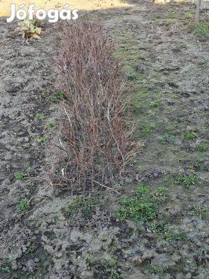 Szőlővessző gyökereztetett