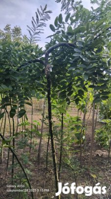 Szomorú japánakác Eladó