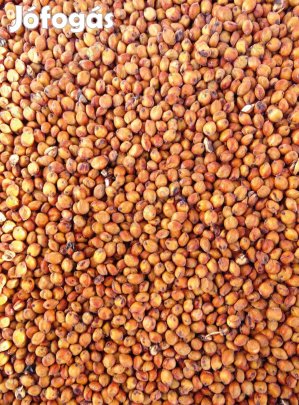 Szudánifű mag Mataco fémzárolt eladó postai utánvéttel