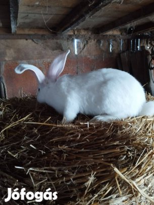 Szuka nyúl leadó!
