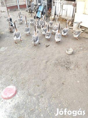 Szürke bütykös liba tojás