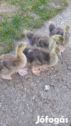 Szürke landezi 7 hetes liba eladó. 