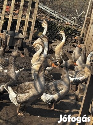 Szürke liba, büttykös liba