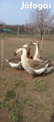Szürke liba eladó