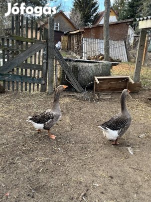 Szürke liba pár eladó