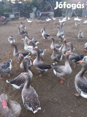 Szürke libák eladók!