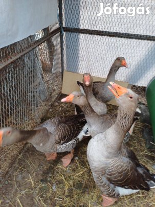 Szürke libák új udvarba repülnének