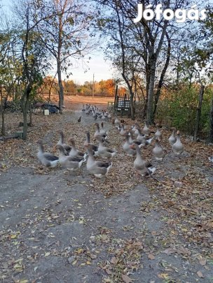 Szürke májliba tojások keltetésre
