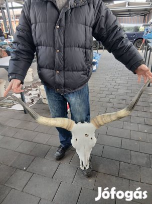 Szürkemarha trófea