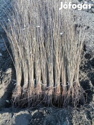 Szürkenyár csemete