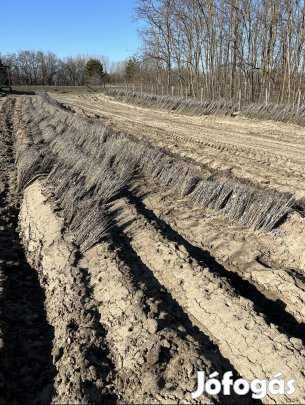 Szürkenyár csemete 40-60 cm